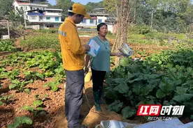 东安县白牙市镇开展铁路沿线菜地专项联合整治行动图片