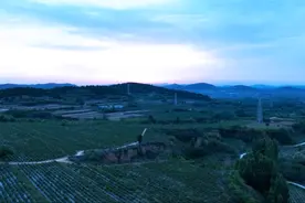 从“一朵花”数字化旅程 看平阴玫瑰产业五年“蝶变”图片