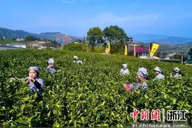 浙江苍南：春茶开采 专家学者齐聚探讨茶产业高质量发展图片