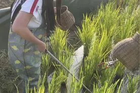 金秋假期去哪儿玩？台湖演艺小镇——稻小蟹艺术农场等你来！视频封面