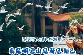 观鸥季在昆明怎么玩？最强“趣玩”攻略来了图片