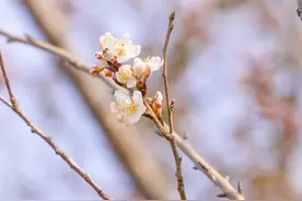 唯美浪漫！盐城大洋湾早樱开了图片