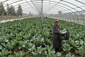 东平县州城街道有机花菜大丰收图片