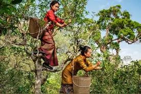 美国《国家地理》：守护千年古茶林的中国茶农图片