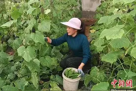 “猫冬”变“忙冬” 山东莱阳冬暖大棚绿意浓图片