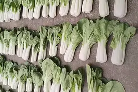 南京的“小雪”，少不了的腌菜味图片