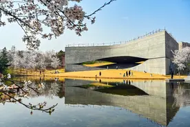 众拍丨山东日照：春风十里 樱花烂漫图片