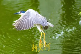 泉城雨绵绵，鹭鸟舞翩翩 | 镜相图片