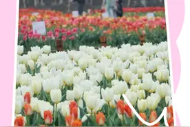 先预约再去！湖南省植物园发布出行指南：凭预约二维码或身份证入园图片