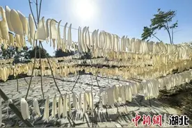湖北咸安高桥萝卜破“土”出圈图片
