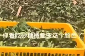 猪吃砂糖橘变“阿凡达”？拍摄者回应：翻拱了工厂蓝色颜料粉所致图片