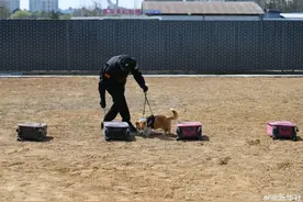 太可爱了！柯基警犬的训练日常图片