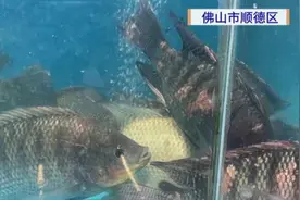 杀鱼不慎被刺伤，阿姨大拇指差点保不住！只为她这个举动图片