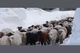 服务队温暖护航风雪转场路 现代化转型托起牧民新生活图片