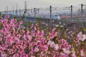 灿若云霞！王台街道徐村万亩桃园桃花满树竞相怒放图片