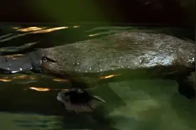 国际生物多样性日｜走近澳大利亚独有的动物——鸭嘴兽图片