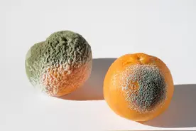 二手平台一个发霉橘子卖到500多块 究竟是谁在抢购？图片