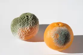 二手平台一个发霉橘子卖500多块，究竟是谁在买？图片