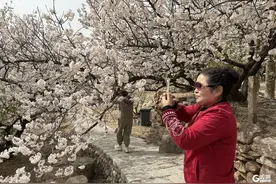 又是一年樱桃花开！快来北宅，赴一场不负春光的倾城之约图片