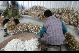 汉滨区紫荆镇：种桑养蚕织就“致富路”图片