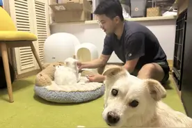 绝育不绝爱！这个社区给流浪猫寻找“铲屎官”图片