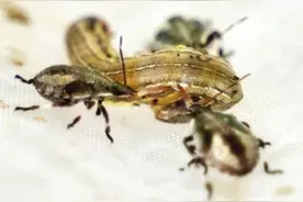 郴州桂阳用41亿只益虫消灭害虫后续 “虫虫保卫队”是如何组建的图片