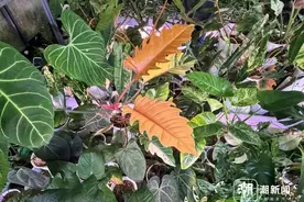万元买片叶子，年轻人追捧的“带锦”绿植到底是个啥？图片