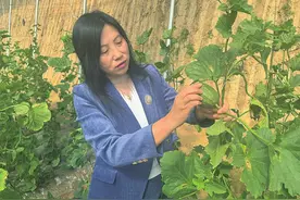 甜瓜飘香采摘忙 村民致富有奔头图片