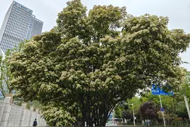 武汉“送樱迎楠”，专家解读石楠：高品质园林植物，为益虫和鸟类提供食物，已逐渐减植图片