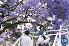 蓝花楹盛放扮靓春城图片
