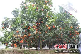 泸州泸县：乡贤“柑”甜产业令人“橙”醉图片