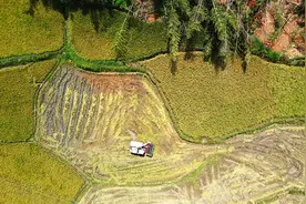 资兴八面山瑶族乡：抢收水稻 生产自救图片