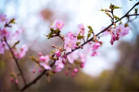 全国56个代表城市的最佳赏樱期是？这份“中国樱花预报”请收好图片