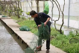 在“热带雨林”中钓龙虾、钓牛蛙是什么体验？图片