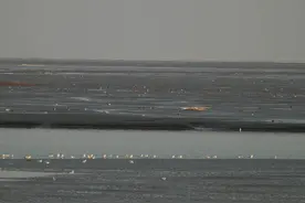 潍坊市2023年陆生野生动物监测成果——北部沿海湿地图片
