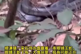 眼镜王蛇采石场筑巢孵蛋，大理漾濞“专业团队”帮它“搬家”图片