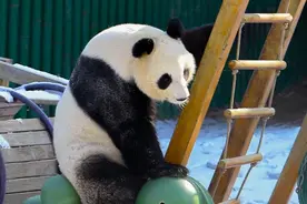 辽宁沈阳：怡然自得！大熊猫的雪后惬意时光图片