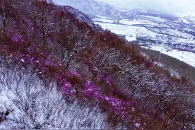 四月雪中花图片