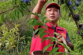 河南卢氏耿军治：花果山上当“牛王”图片