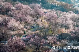 图集丨趁春光正好，来五莲大旺村赏花踏青图片