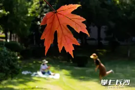 农大秋意显，枫叶红“上脸”丨寻找长沙醉美秋色②图片