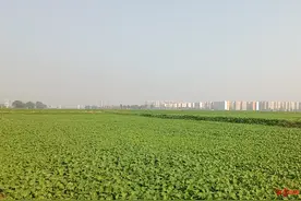 明年春天的美景预订了！成都环城生态区油菜种植面积增加50%，最早一批下月有望开花图片