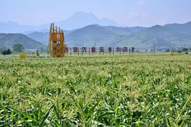 建瓯把金黄玉米做成“黄金”产业图片