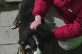 暖心重逢！狗主人苦寻三天终与爱犬“啾啾”团聚，主人不停抚摸“啾啾”，充满失而复得的喜悦，网友：烟台“寻狗大队”今晚能睡个好觉了图片