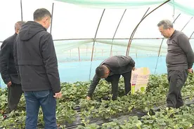 寒潮来袭 赤壁农技专家支“暖招”图片
