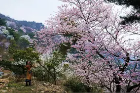 随县春日赏花旅游线路图片