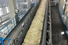 聚焦高质量发展丨内蒙古额尔古纳市：甜菜产业“链”出甜蜜事业图片