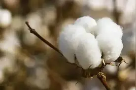 汇龙潭丨捉棉花图片