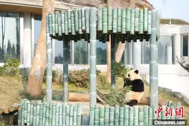岳阳中华大熊猫苑开园 10只大熊猫与公众见面图片