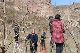 春季柿树管理正当时图片